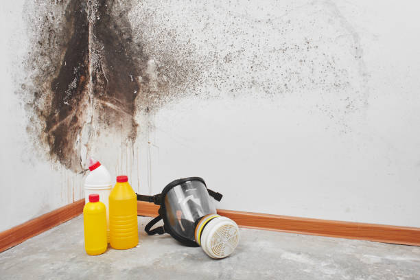 Best Certified Mold Removal  in Burnsville, NC