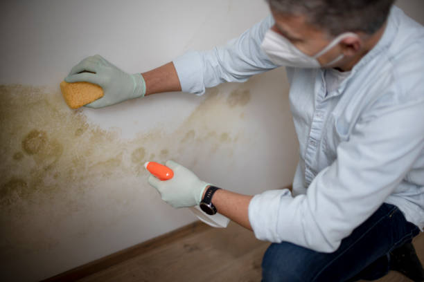 Best Home Mold Removal  in Burnsville, NC