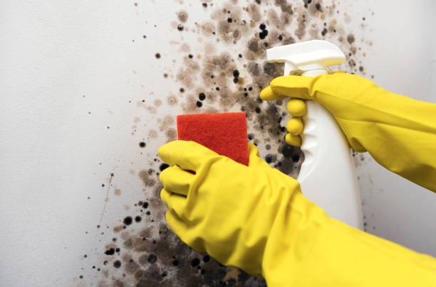 Best Professional Mold Removal  in Burnsville, NC