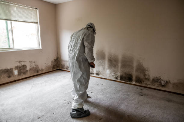 Best Mold Damage Repair  in Burnsville, NC