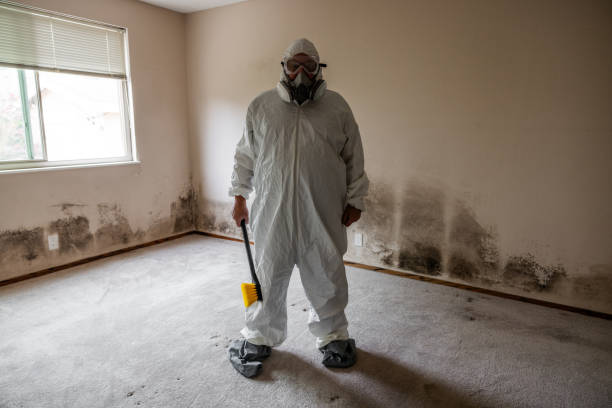 Best Mold Remediation  in Burnsville, NC