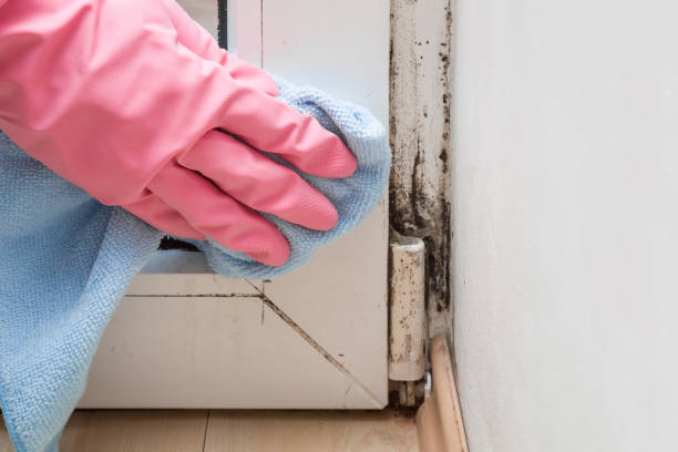 Best Commercial Mold Removal  in Burnsville, NC